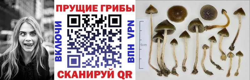 Галлюциногенные грибы мухоморы  Купить закладки  Северо-Курильск 